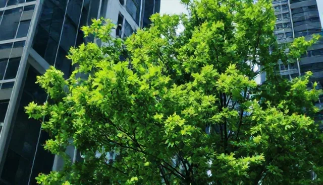 长沙网站优化公司:基础建站套餐的两种做法对比